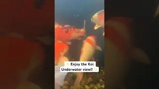 ✨ Koi Underwater View!! 🐠 ✨