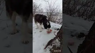 Завтракай. Финансовая помощь бездомным собачкам: 2202 2056 2556 3355- Александр К.