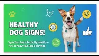 Signs Your Dog Is Perfectly Healthy &ndash; How to Know Your Pup Is Thriving
