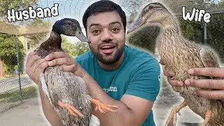 Female Duck Bhi Aa Gayi 😍 | Duck Pair Complete Ho Gaya Alhamdulillah ❤️