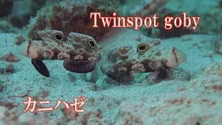動きが可愛い　カニハゼ　Twinspot goby　Crab-eye goby