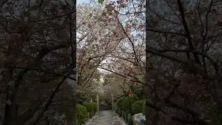 Камакура, Япония 🌸 33. 鎌倉 日本🗾 Kamakura, Japan #travel #vlog #japaneseculture #trip #nature #sakura