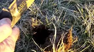 XP Deus в местном парке