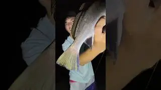 Темный горбыль. Вечерняя рыбалка в Сочи #fishing #рыбалка #сочи #sochi #seafishing #горбыль #croaker