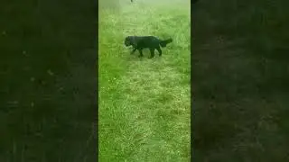 Pooch Patrol: Zoomies and the Bog Monster with Jane