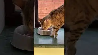 shorts Cat Naomy