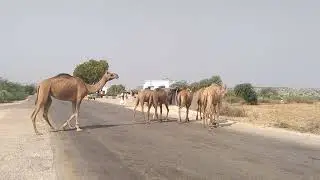 You will cross a camel road in the desert.