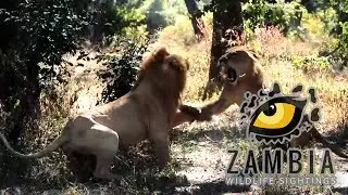 Lion confrontation