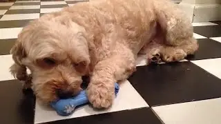 Pet product scams and what to buy instead | WSOC-TV