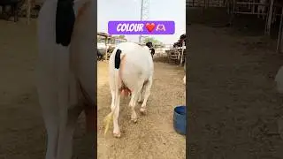 Karachi Cow Mandi | OCF Cattle Farm #short #shorts #ytshorts #shortvideo #shortsfeed #cow