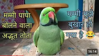 Mera parrot mummy papa mithu mithu 🦜🦜 bolta hai dosto support kro 