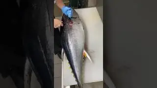 DailyCatch fish 🐟 #viral #youtubeshorts #shortvideos #carp #fishing #bigfish # Fish