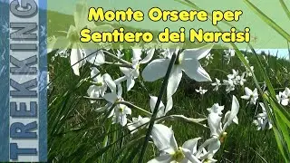 Anello del Monte Orsere per il Sentiero dei Narcisi