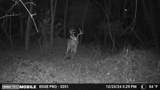 Illinois kickers buck.