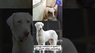 இராஜபாளையம் குட்டிகள் விற்பனைக்கு.#rajapalayam #puppies #sale #akpets #native #dog #dogsales #viral