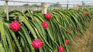 Proyecto de Pitahaya en Baitoa