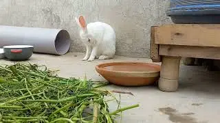 Peaceful Moments: Relaxing Rabbit Habits with Serene Bird Sounds