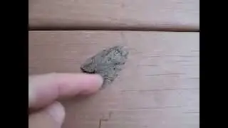 Video of Catocala amatrix moth...gone wrong