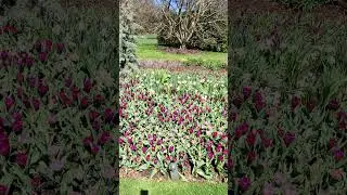 Longwood Gardens #travel #newyorkwalker #longwoodgardens #longwood