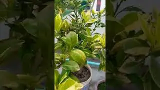 Malta Tree #roof Garden #gardening