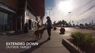 1 Y/O RHODESIAN RIDGEBACK 