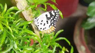 Red Pierrot butterfly completes it's life cycle in my garden 🥰