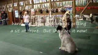 Different breeds of dogs in open obedience class.wmv
