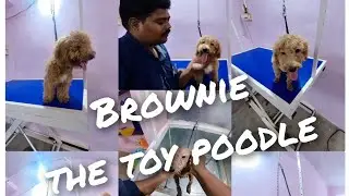 Brownie the toy poodle/miniature poodle spa day//DOG GROOMING TAMIL @ SIVAKASI