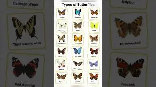 Different Types Of Butterflies Breeds Name Collection In English #butterfly #Names #English #Word