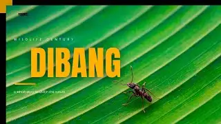 Flying Over Dibang Wildlife Sanctuary | Mist, Mountains & Melodic Techno | 4K Drone