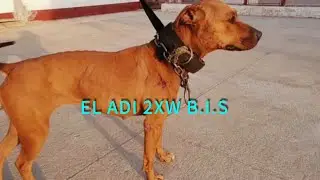 El ADI 2XW BIS #apbt #dogtype #dogbreed #dogbreed #dogtype #history #history