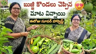ఈరోజు సూపర్ హార్వెస్ట్ 🤩 || బుజ్జి కొండలు చెప్పిన మాట విన్నాయి || kitchen garden / organic garden