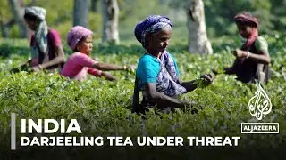 Darjeeling tea under threat: India&rsquo;s tea association asking govt for help