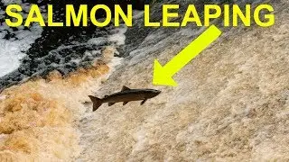 Scottish Salmon Leaping