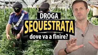 Cosa fa la polizia con la droga sequestrata? | avv. Angelo Greco