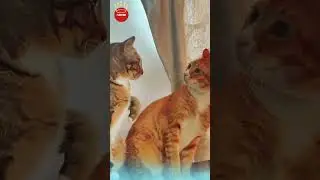 🐾 Cats Don&rsquo;t Need Words, Just Eye Contact 👀 #cats#catlanguage#catgaze#cutecats#catbehavior