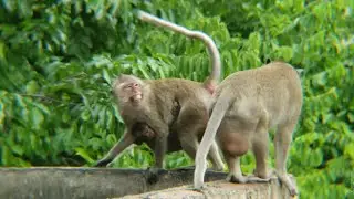 Real Jungle Life Nature of Wild Monkeys #forest #monkey #animals #funny #mountains #wildlife #viral 