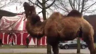 Magic circus