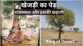 Khejri tree benefits & history Rajasthan #summer #april #2022