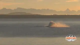 Humpback Whales Visit Adventure Rider Radio Motorcycle Podcast