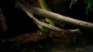Emerald tree boa feeding and unexpected shed surprise!!