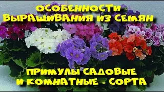 Примула обконика  - комнатные примулы.