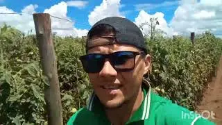 como acabar com a broca do fruto e tra&ccedil;a do tomateiro