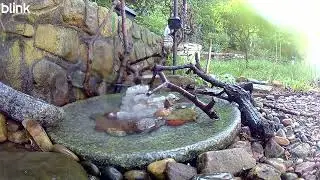 5-16-2025 4:25PM Male American Redstart Bottom