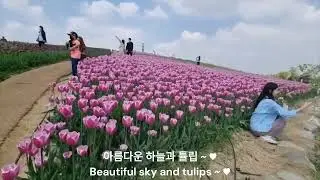 봄님아! 빨리 와라~  찬란한 튤립, 데이지, 백합. Spring! Come quickly~ Tulips, daisies, lilies.