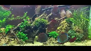 Discus wild cross iripixi