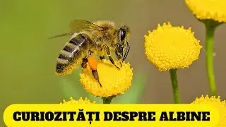 TOP 13 CURIOZITĂȚI INEDITE DESPRE ALBINE