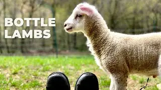 Bottle Lambs First Day Home: Intensive Rotational Grazing on Three Acre Homestead