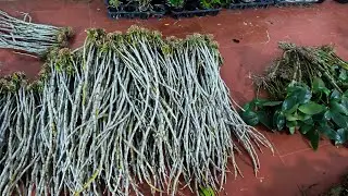 Kèn,vũ nữ,hồ điệp,hạc đỉnh nụ,trầm,xả hàng kg_0392598516