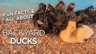 Facts About Pet Backyard Ducks! Beginner's Guide & Fire Footage